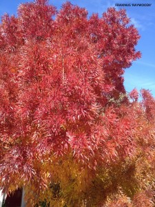 Fraxinus 'Raywoodii' - fall foliage 2